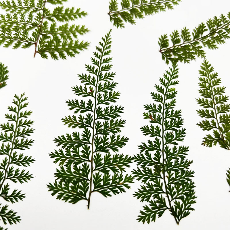 100Pcs Natural Rain Fern Leaf  - Resin Craft Ideas review and price
