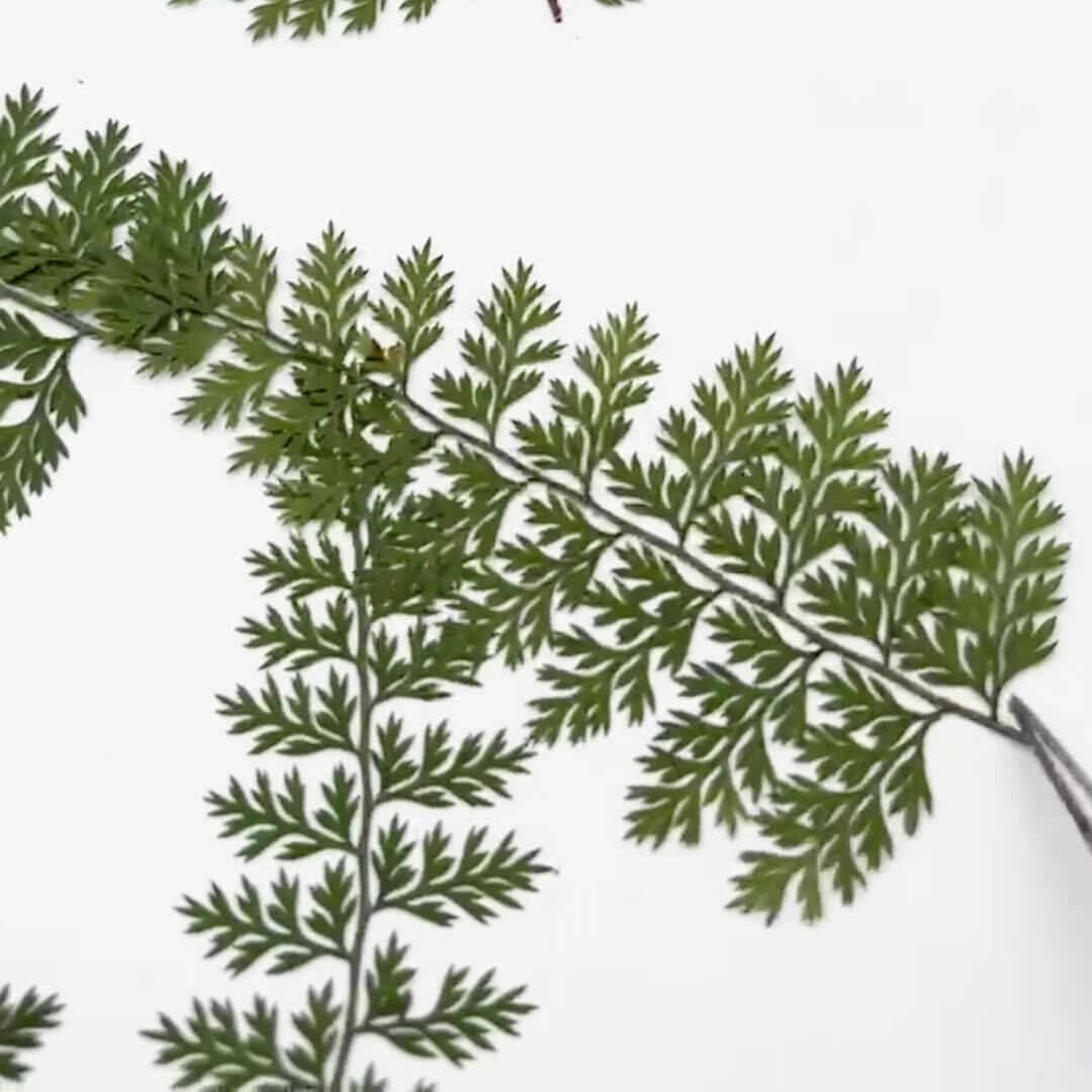 100Pcs Natural Rain Fern Leaf  - Resin Craft Ideas review and price