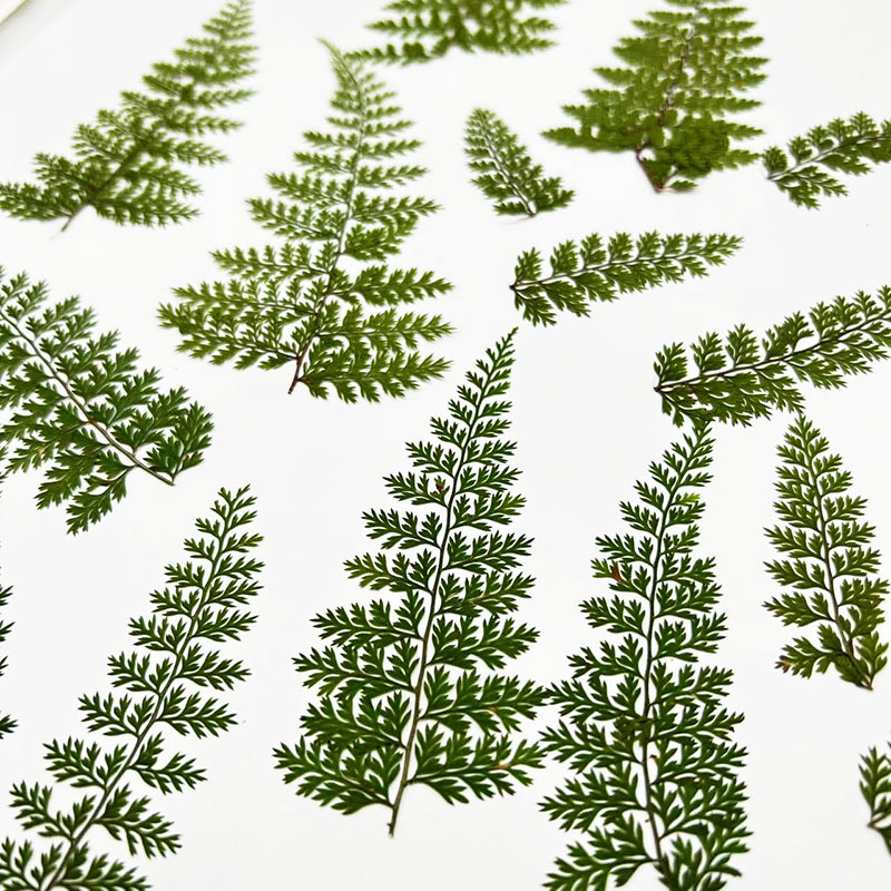 100Pcs Natural Rain Fern Leaf  - Resin Craft Ideas review and price